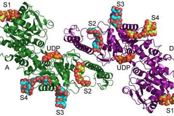 Model of glycogen synthesis