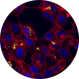 imaging of stem cell crosstalk shows cells lit up in red and blue