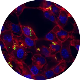 imaging of stem cell crosstalk shows cells lit up in red and blue