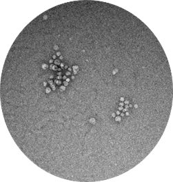 stem cells seen under a microscope