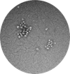 stem cells seen under a microscope