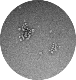 stem cells seen under a microscope