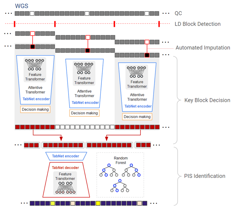  Workflow diagram for whole-genome sequencing analysis using machine learning. Genomic data undergoes quality control, linkage disequilibrium block detection, and automated imputation. Multiple TabNet encoder models with feature transformers perform attentive feature selection and key block decisions. The final stage combines TabNet outputs with a random forest model for identifying putative impact SNPs.