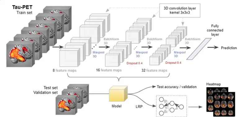 Schematic of a 3D convolutional neural network applied to Tau-PET brain images. The diagram shows stacked brain volumes entering multiple 3D convolution, batch normalization, max-pooling, and dropout layers with increasing feature maps. A fully connected layer generates predictions. A secondary pathway illustrates model validation, accuracy testing, and generation of relevance heatmaps using layer-wise relevance propagation.
