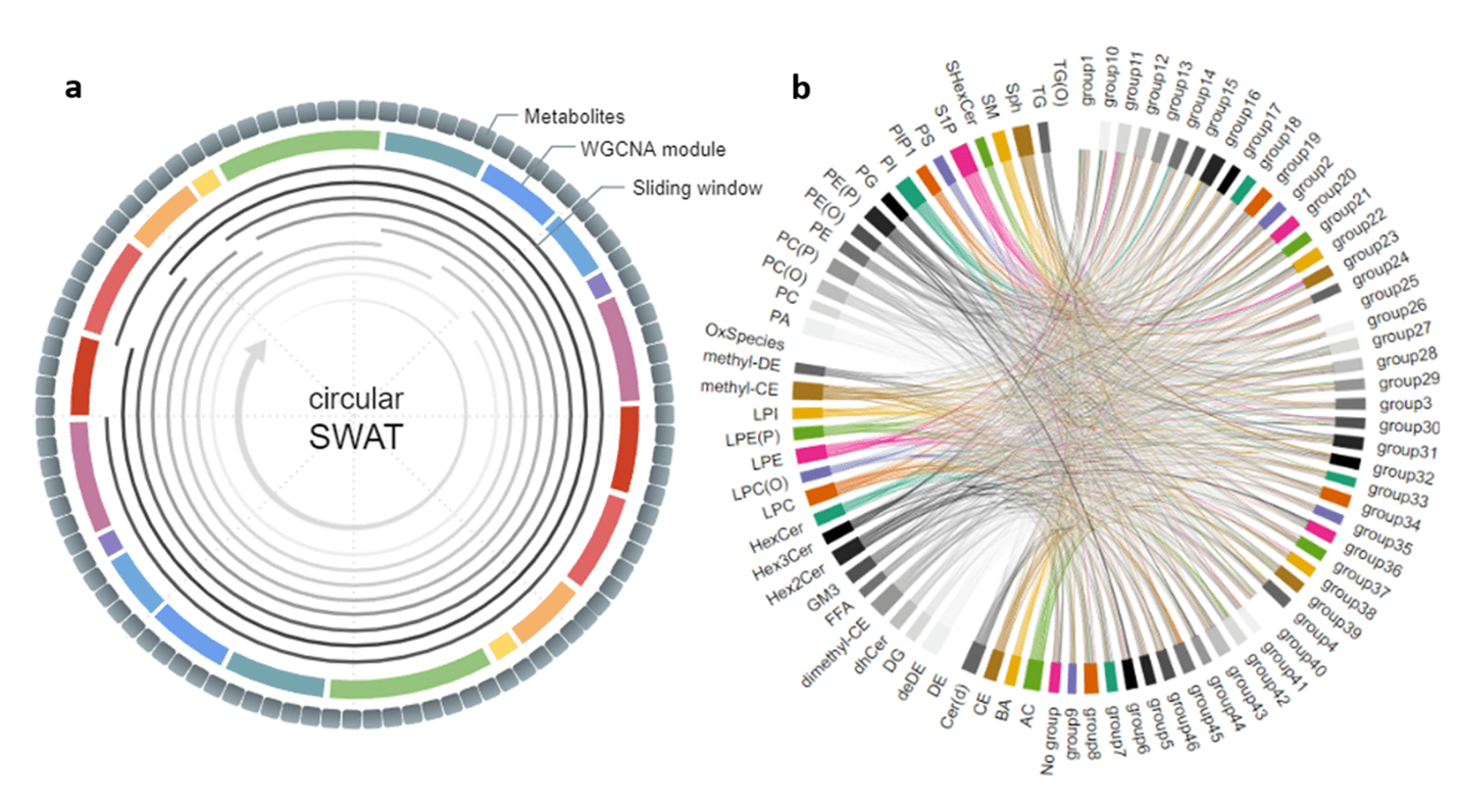  Two-panel visualization of metabolomics analysis. Panel (a) shows a circular SWAT diagram with concentric rings indicating sliding windows, WGCNA modules, and metabolite groupings. Panel (b) presents a circular chord diagram linking metabolite categories to multiple groups, with multicolored connecting lines representing associations between metabolites and network modules.