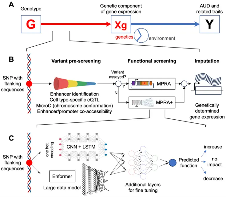graphic shows the genotype leading to the genetic component of gene expression which leads to AUD and related traits