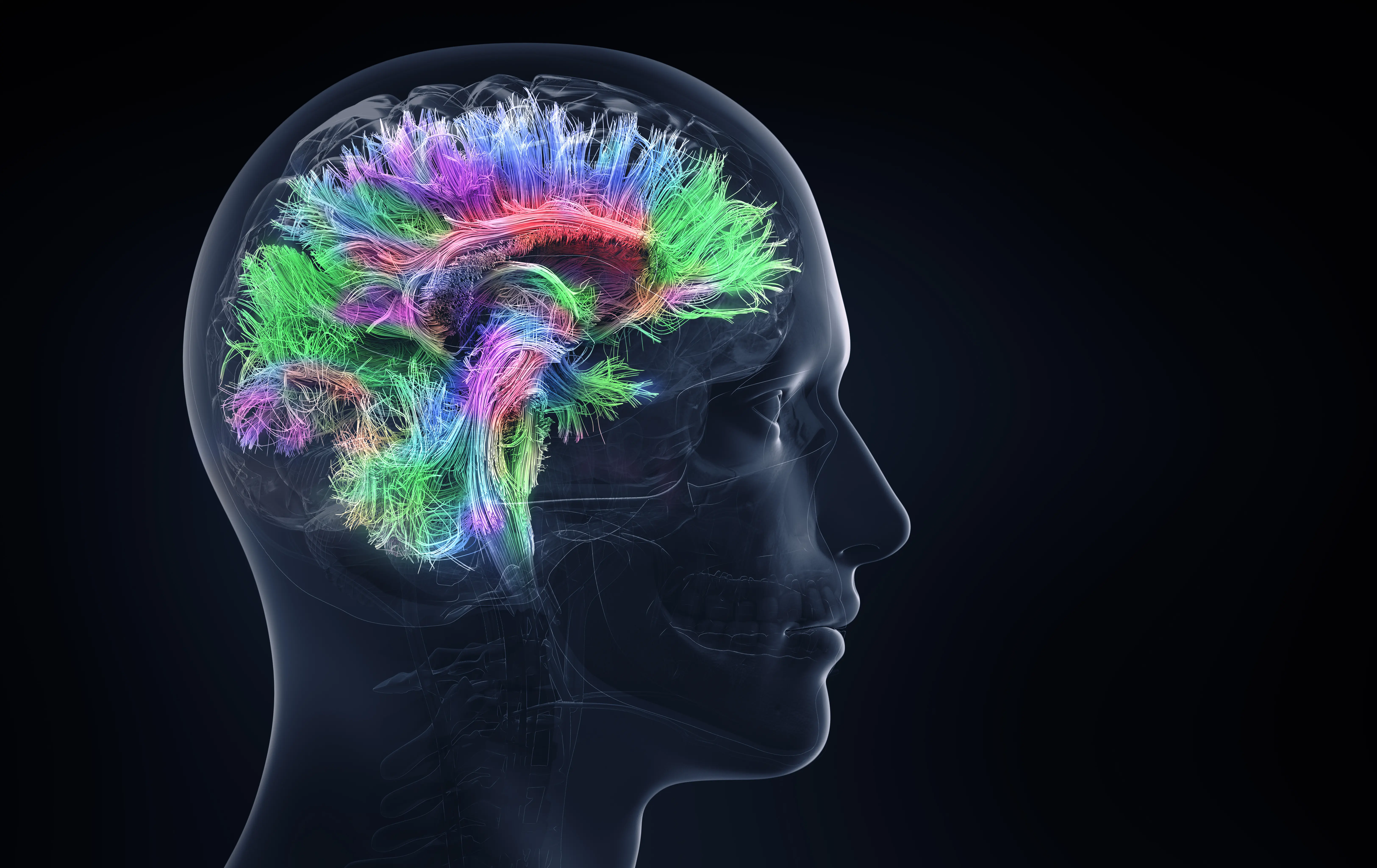 neural networks highlighted in an illustration of a brain