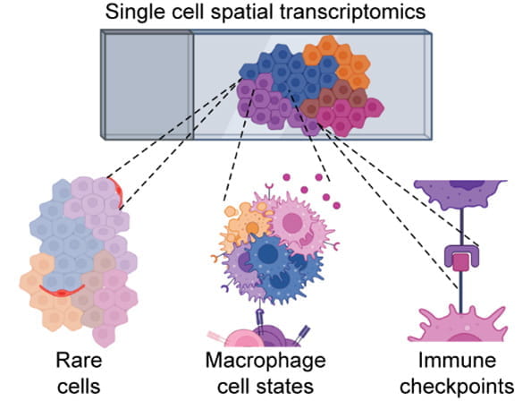 illustration shows single cell spatial transcriptomics with rare cells, macrophage cell states and immune checkpoints highlighted