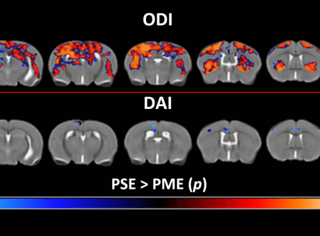 Imagings of brain scans for animials.