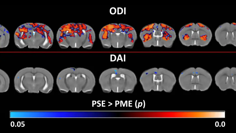 Images of animal brains scans on the left and graphs on the right.