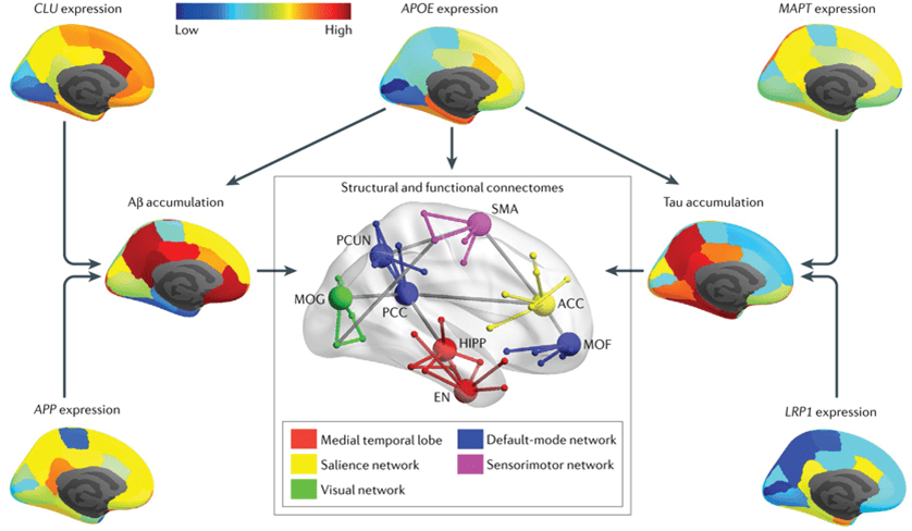 connectome disruption graphic