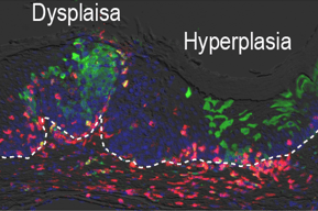 imaging of cells in green, blue and pink