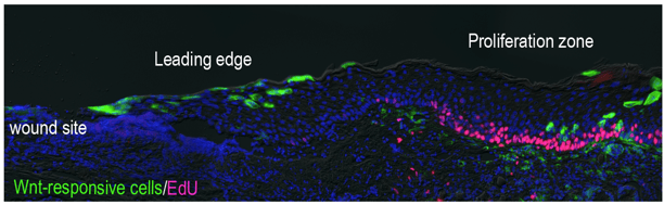 imaging shows wnt-responsive cells at a wound site. Most cells are blue, while the leading edge is marked by larger neon green cells and the proliferation zone is smaller pink cells