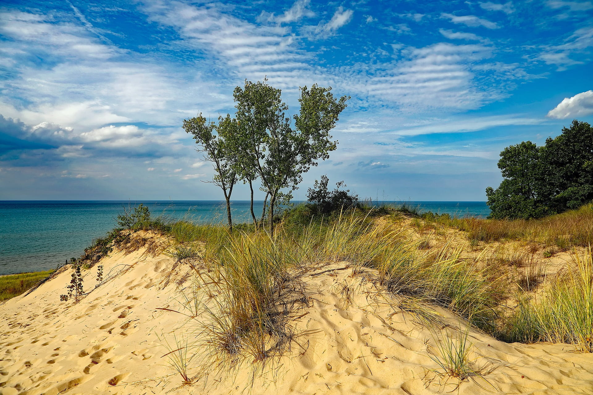 a sandy dune and lone tree stand over lake michigan