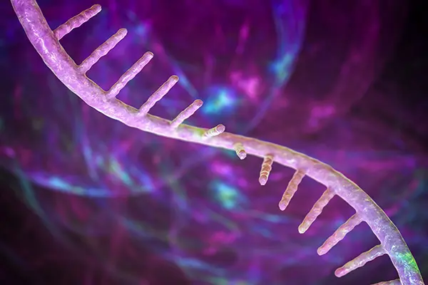 A molecule of mRNA, 3D illustration