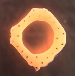 3D-bioprinted liver model