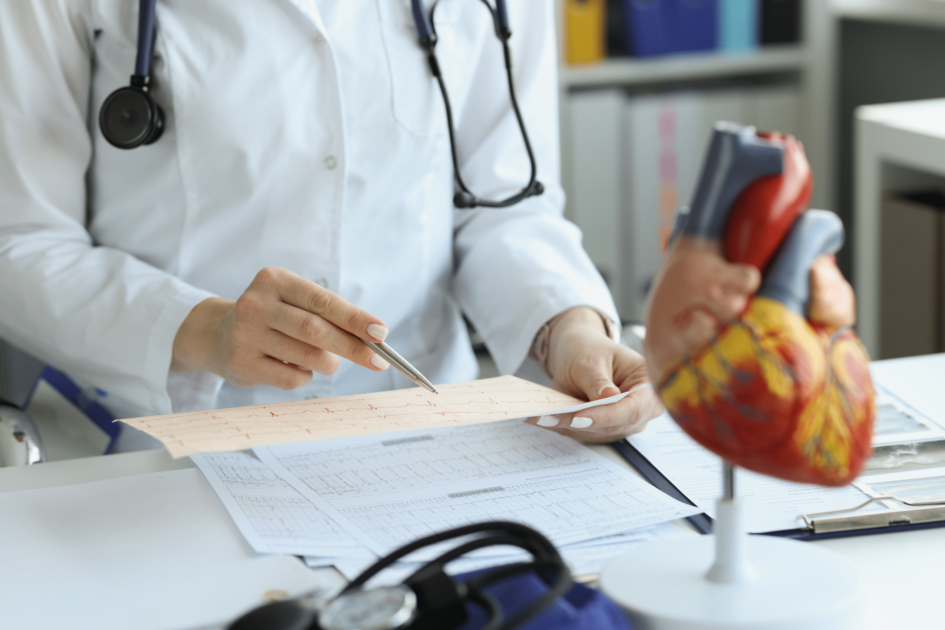 Image of a researcher viewing paperwork with an anatomical heart model.