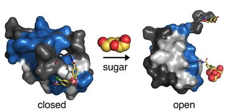 Image credit Balamurugan Dhayalan, PhD, and Deepak Chatterjee, PhD
