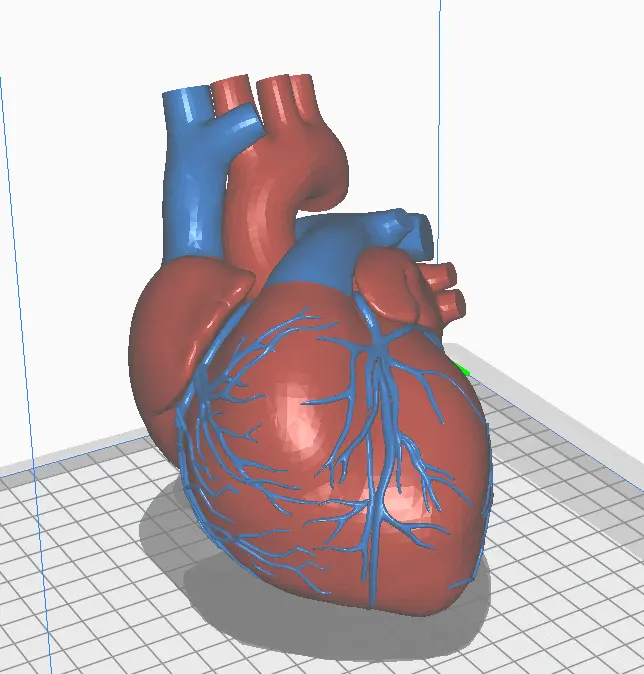 An image of 3D Printed heart model in red and blue colors