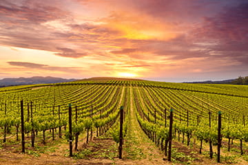Sonoma Radiology