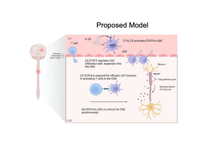Proposed model created with Biorender. proposed model