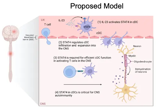 Proposed model created with Biorender. proposed model