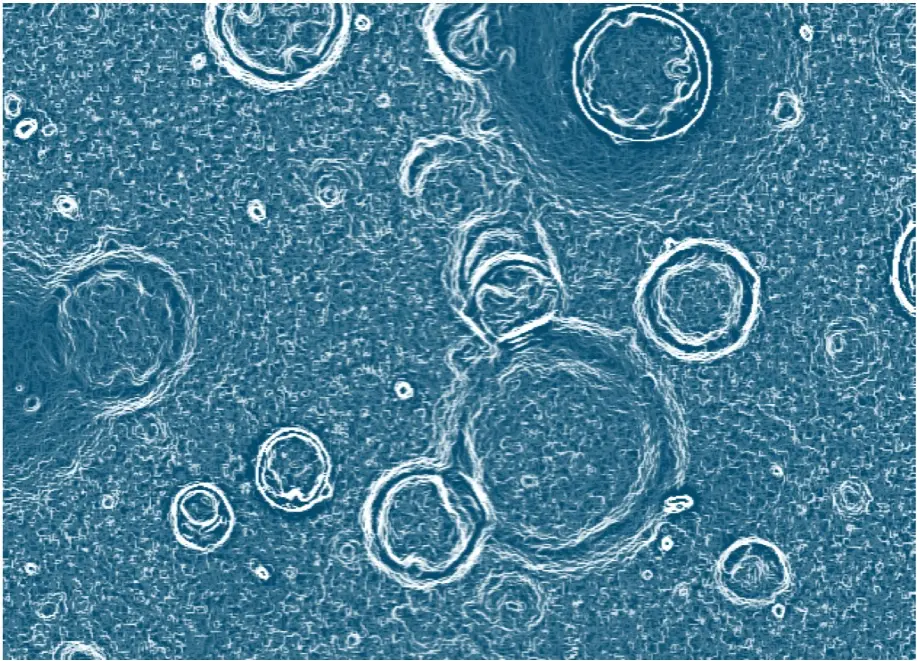  liver organoids