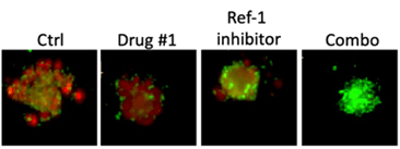 four images show the effects of combination therapy
