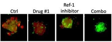 four images show the effects of combination therapy