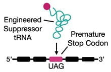 engineered suppressor tRNA converts amino-acid-encoding codons into premature stop codons
