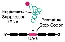 engineered suppressor tRNA converts amino-acid-encoding codons into premature stop codons