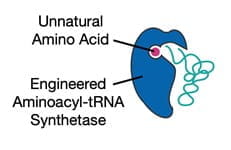 an engineered aminoacyl tRNA synthetase surrounds an unnatural amino acid