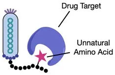 diagram shows a drug target surrounding the unnatural amino acid