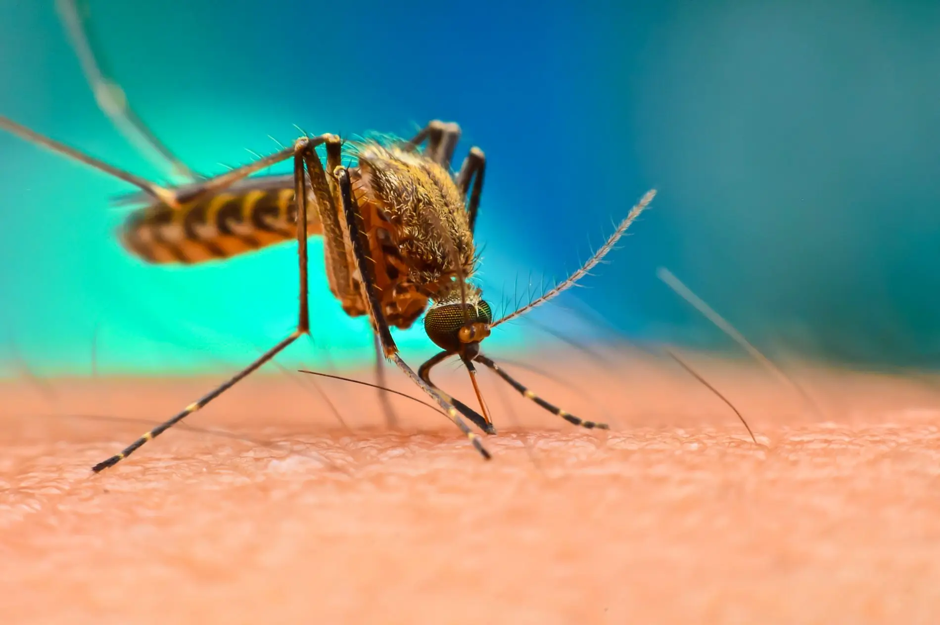 mosquito-on-skin