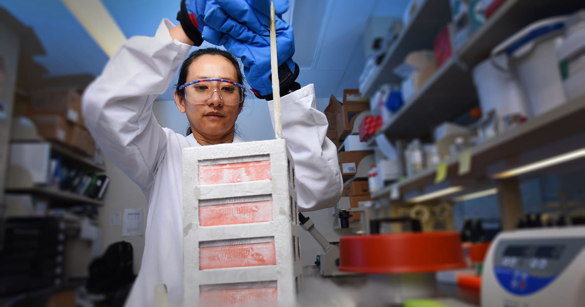 attaya suvannasankha removes a sample from a freezer in her lab