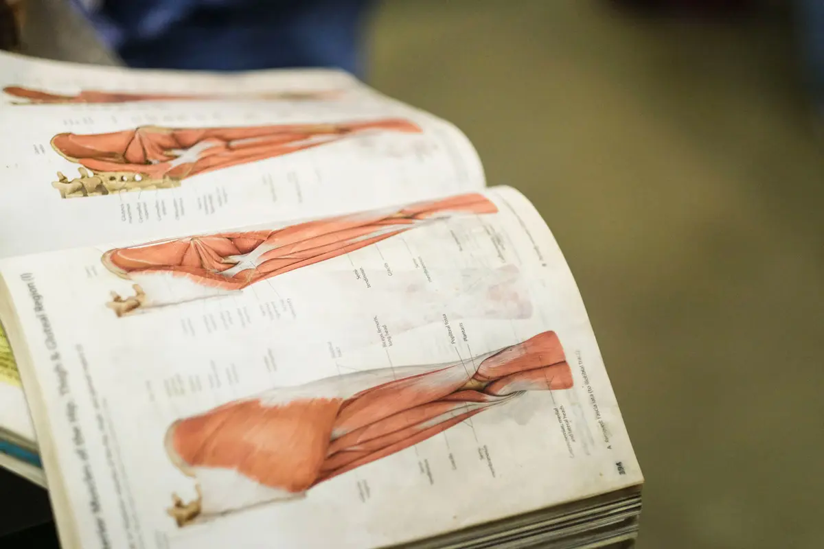 A textbook page detailing the muscles of the lower leg. 