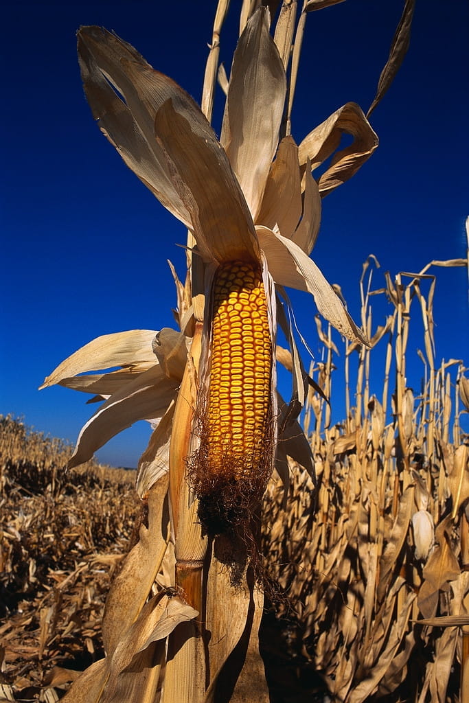 corn
