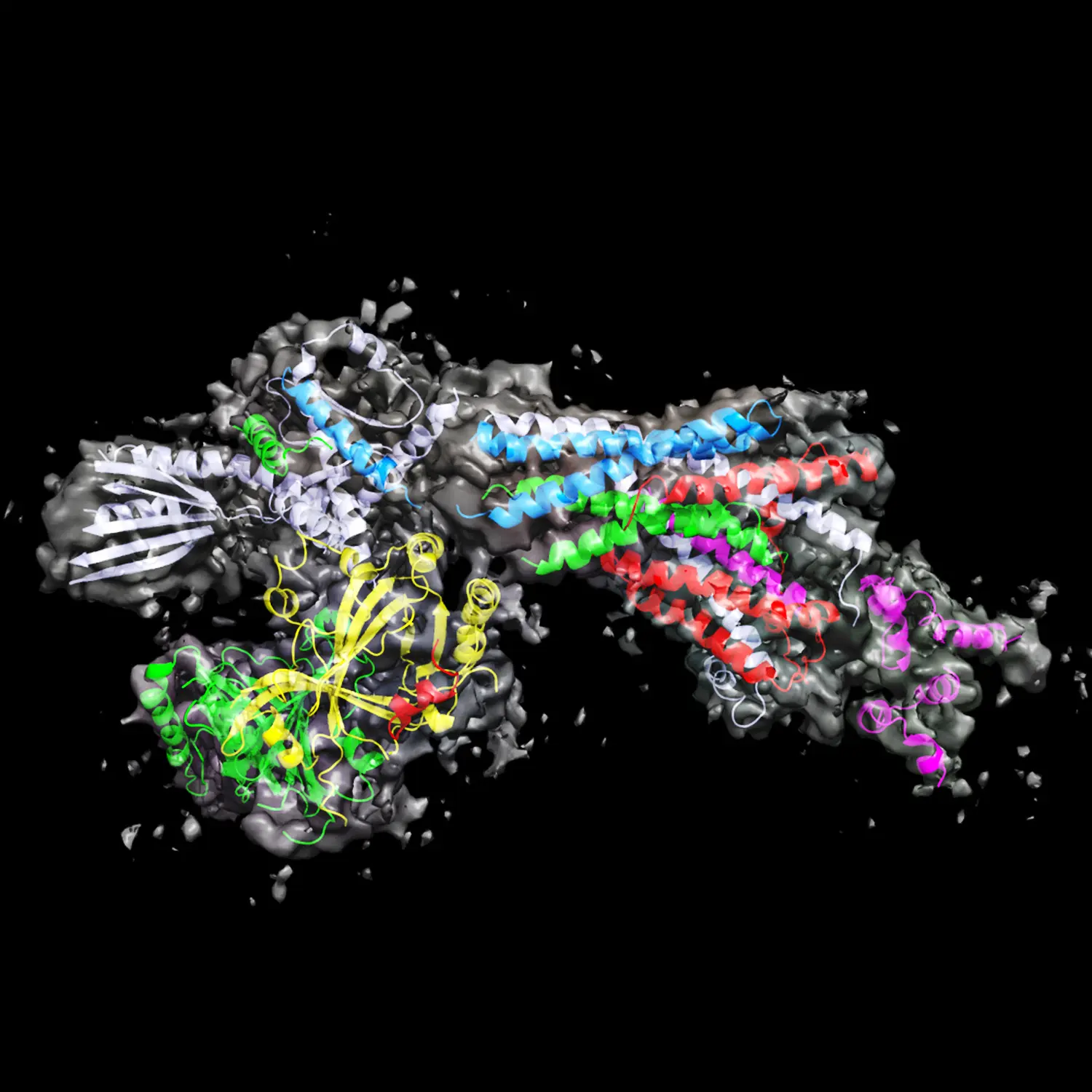 Head of the Mediator molecule