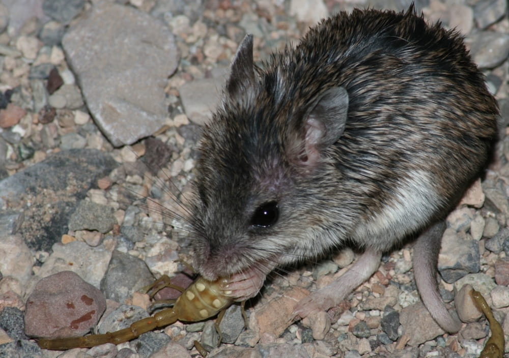 Grasshopper mouse eats poisonous Arizona bark scorpion