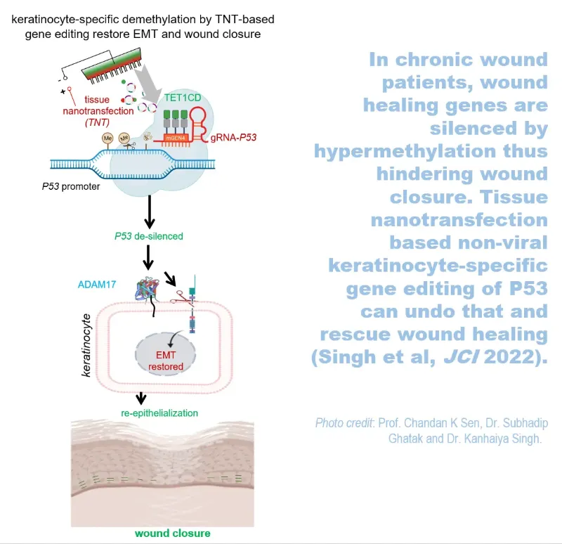 TNT Graphical Abstract