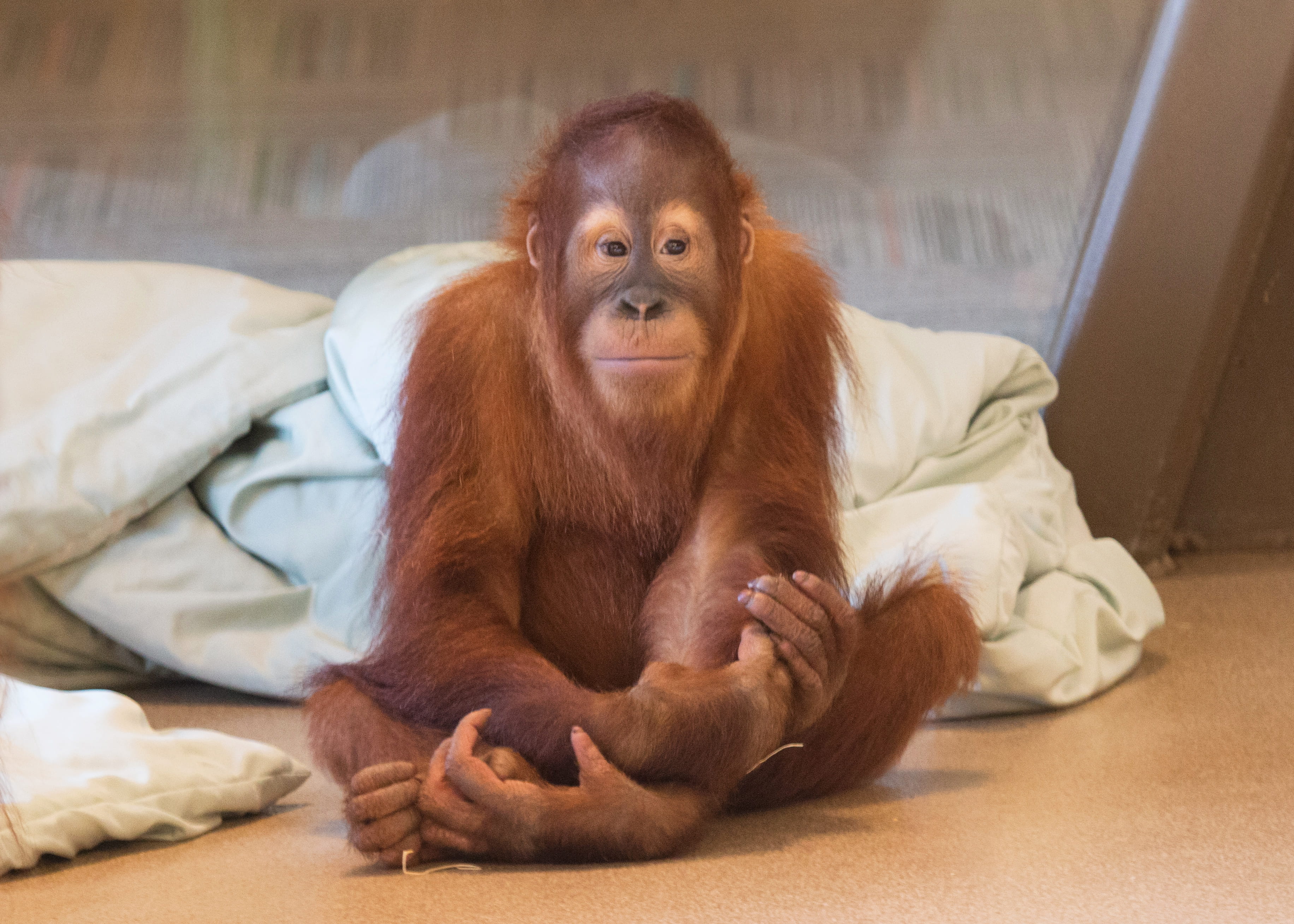 Mila, a six-year-old orangutan born at the Indianapolis Zoo.