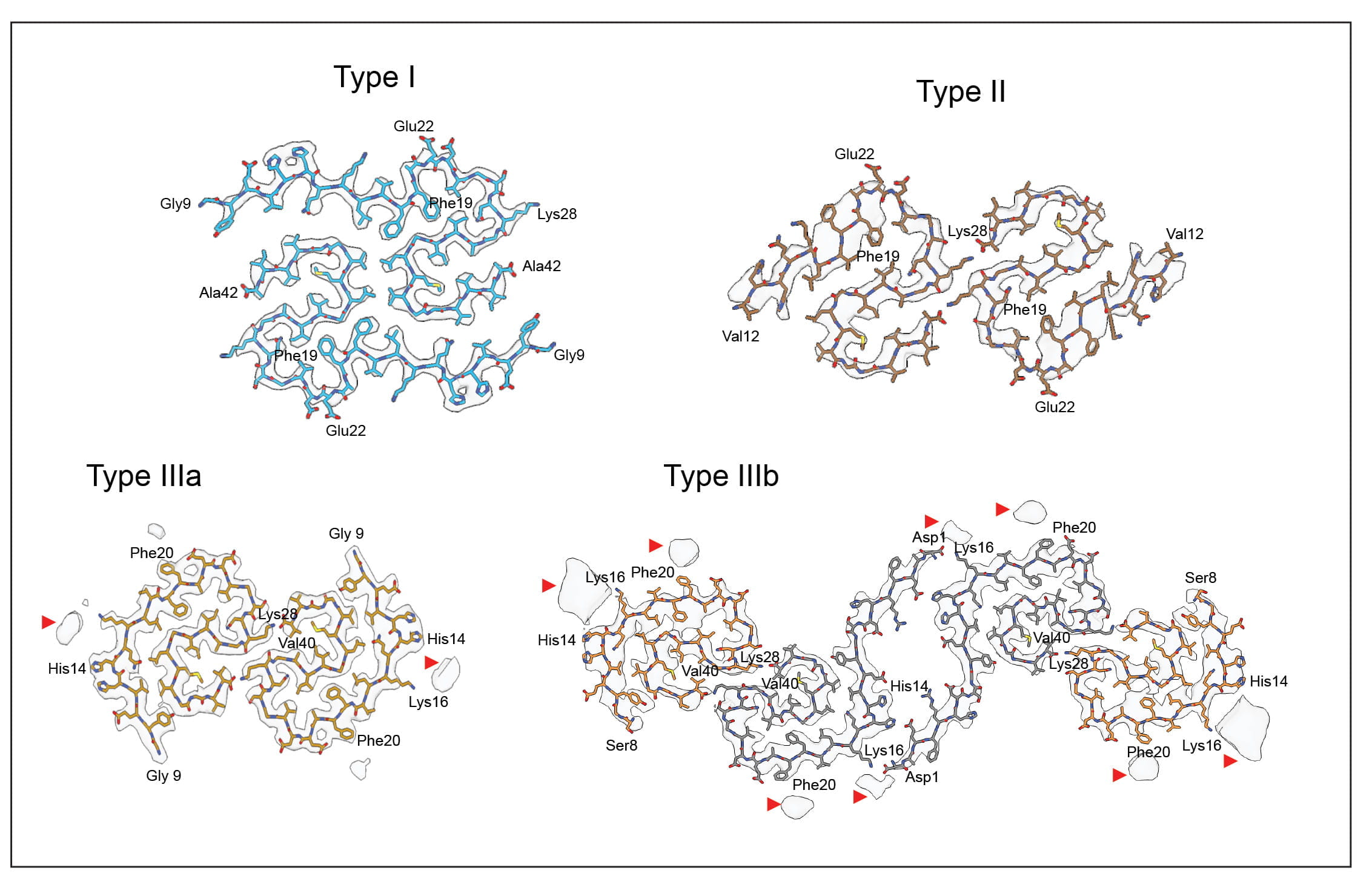 This figure shows a Cryo-EM map in transparent gray, with atomic model of a single molecule of type I and II Aβ42 filaments and type IIIa and IIIb Aβ40 filaments in Down syndrome.