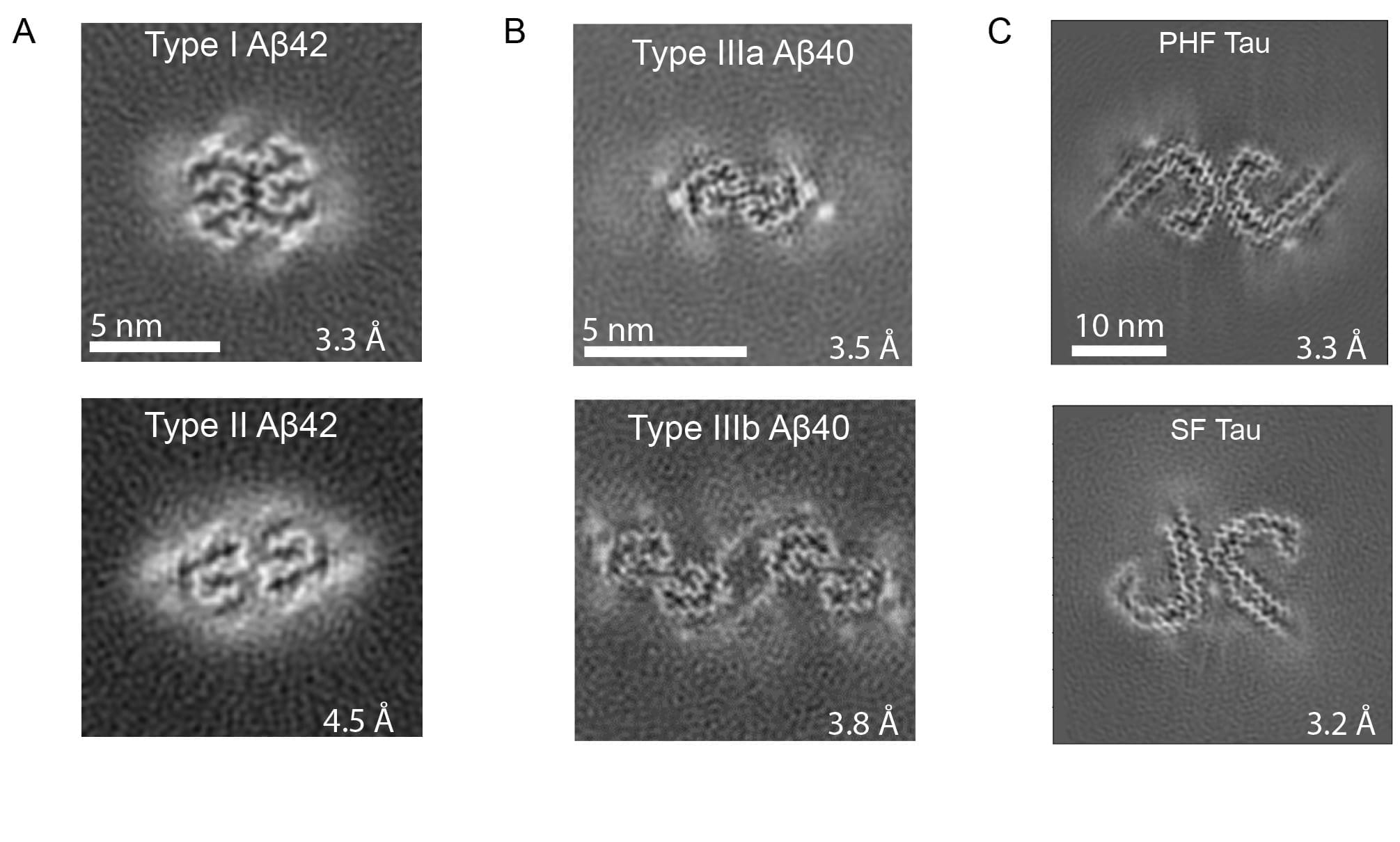  figure shows Aβ and tau filaments in DS brain with Cryo-EM maps, depicted as central slices, of type I and II Aβ42 filaments (A), type IIIa and IIIb Aβ40 filaments (B), and tau filaments (C). Type IIIb Aβ40 filaments are organized as a dimer of dimers composed by two pairs of non-identical protofilaments.