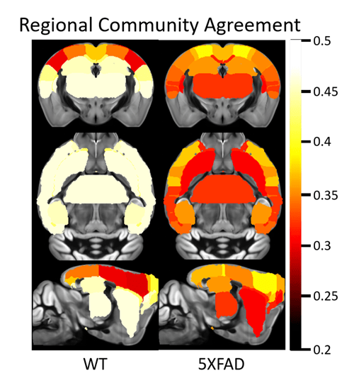 Metabolic covariance networks of Alzheimer’s disease animal models showed a lower community structure agreement compared to normal models. Agreement quantifies the propensity of regions in the metabolic network to cluster together, with lower values indicative of disruptions in inter-regional relationships of metabolic activity. brain illustration