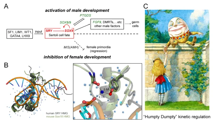 “Humpty-Dumpty” model of kinetic regulation of human SRY. (A) Biological pathway of human male-sex determination; SRY activates a related factor (SOX9) as an initial step (boxed in red). (B) Structures of HMG-DNA complexes (left). Expanded view (right) highlighting the positions of the conserved tyrosine, water molecule (blue sphere), and DNA (atoms connected with dotted lines). (C) Classic tale from Lewis Carroll, which represents a model of kinetic stability of the SRY-enhanceosome complex. The mutant SRY akin to the inability of Humpty-Dumpty to be put back together after falling off the wall; the mutant SRY is unable to form kinetically stable complexes necessary for biological function. “Humpty-Dumpty” model of kinetic regulation of human SRY