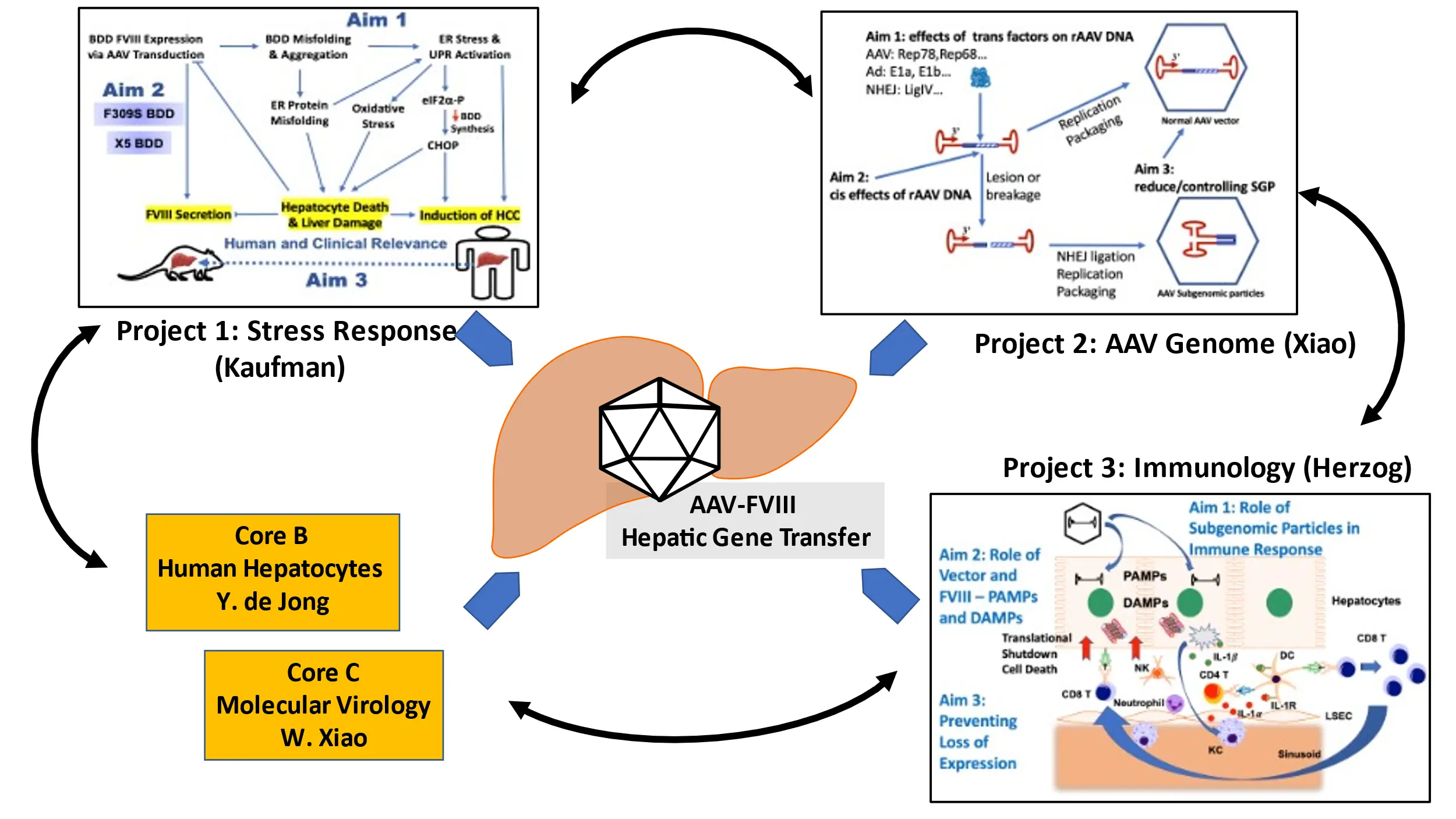 Graphic recapping the objectives of the "Toward Safer Gene Therapy for Hemophilia A" grant.  