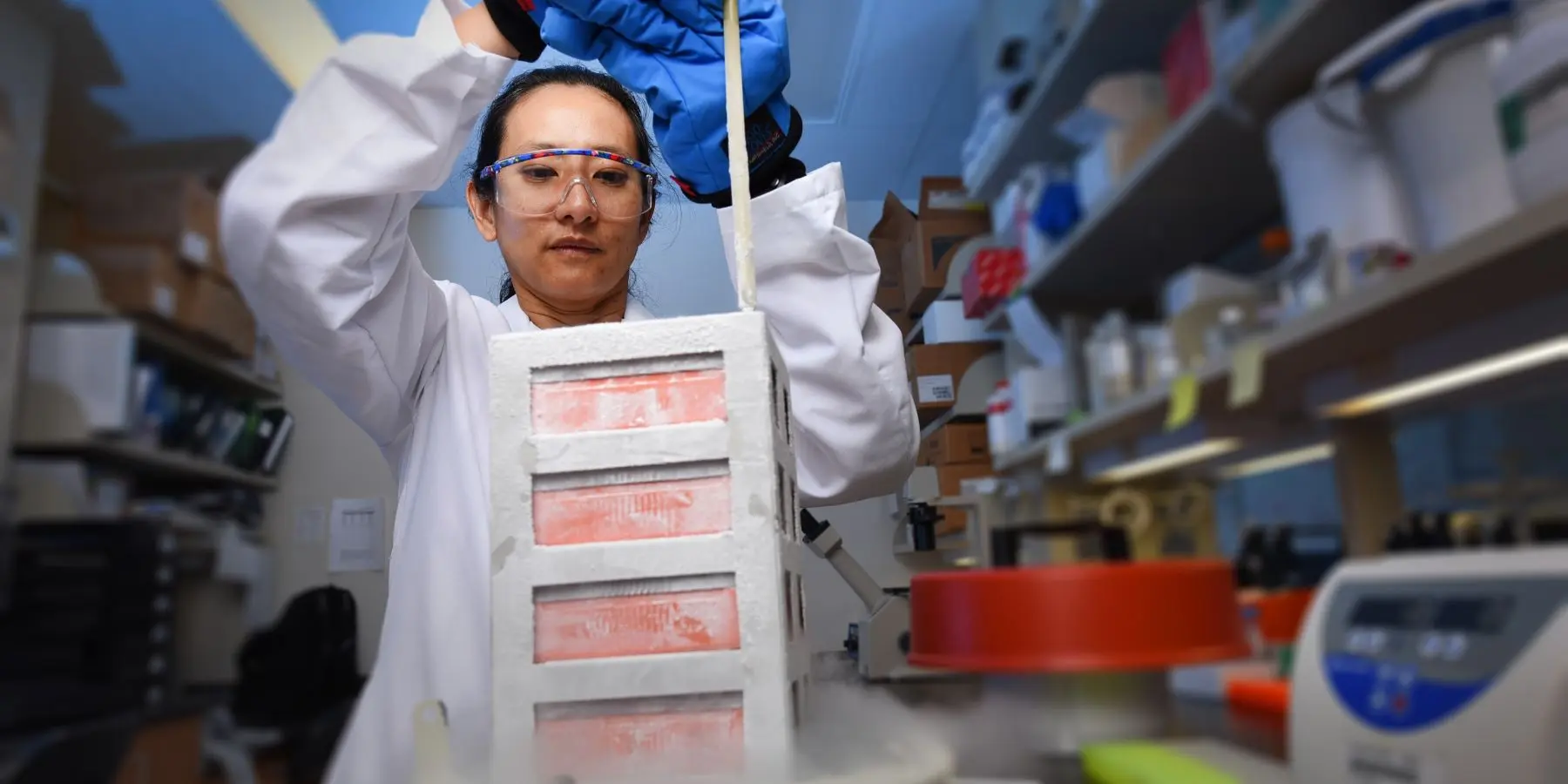 Attaya Suvannasankha pulls a frozen sample out of a biobank